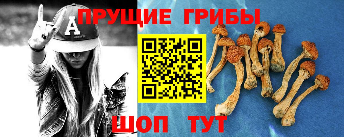 Галлюциногенные грибы Psilocybe Омск